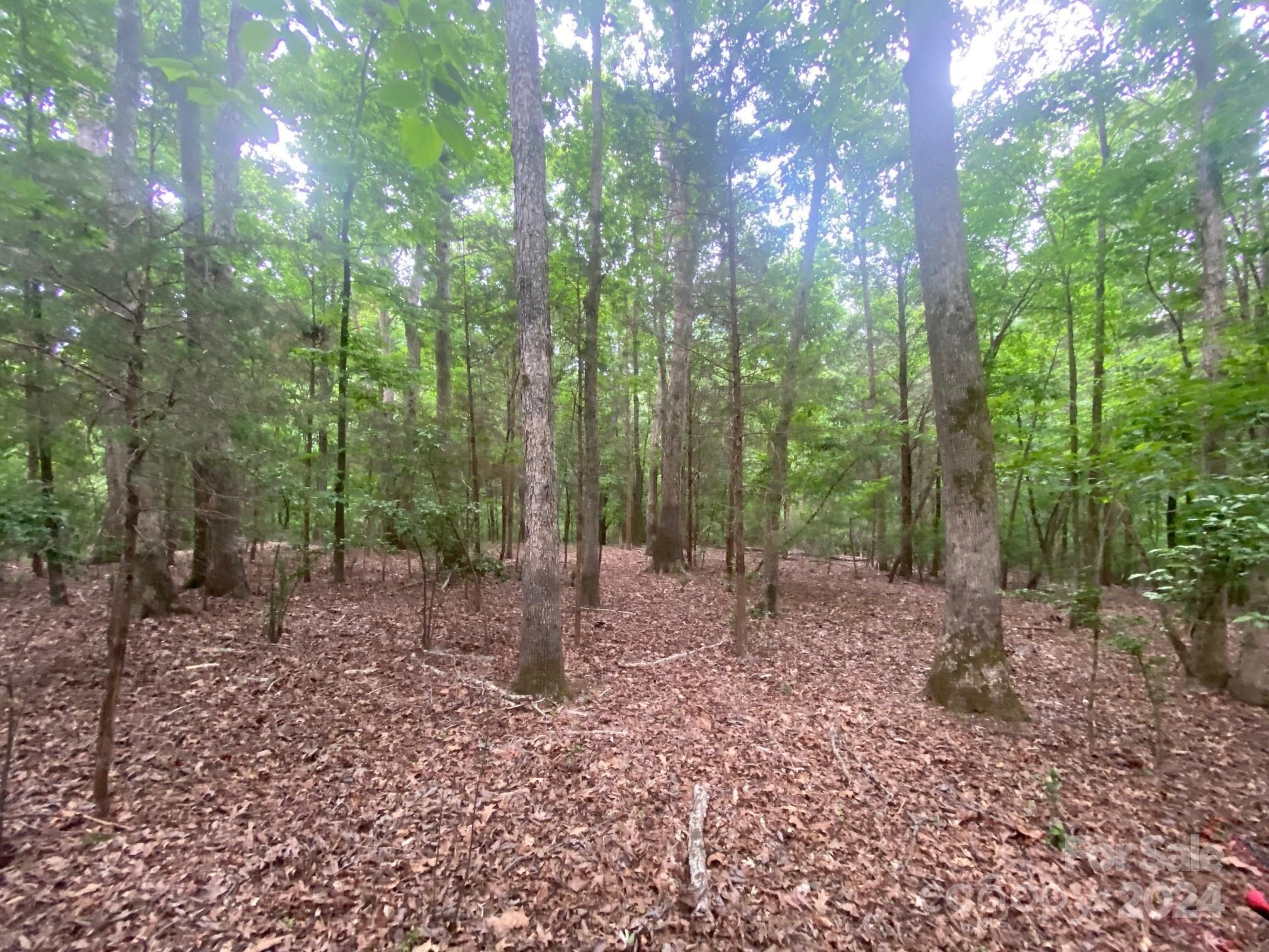 10601 Wildlife Road Charlotte, NC 28278 - Photo 4 of 31 a view of a forest with trees