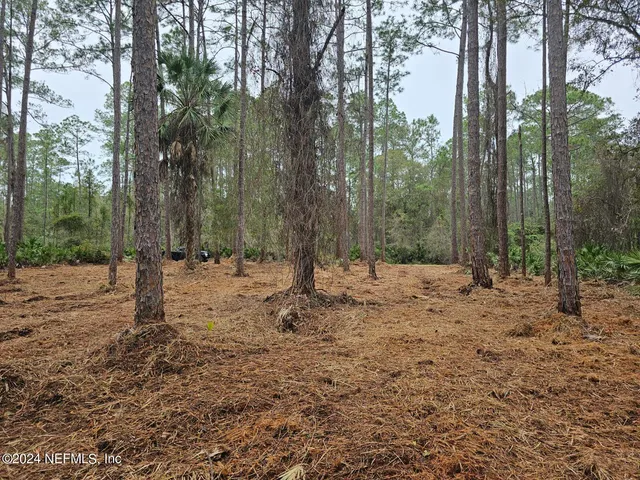 a view of a forest with trees