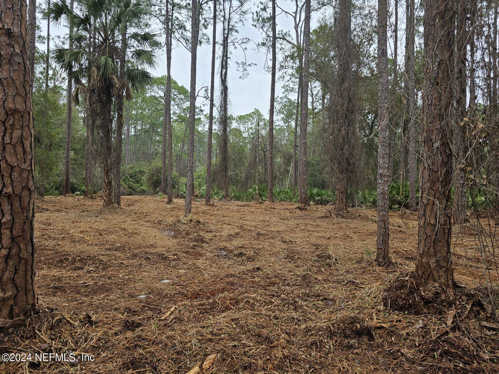 211 4th Street Georgetown, FL 32139 - Photo 3 of 3 a view of outdoor space with lots of trees