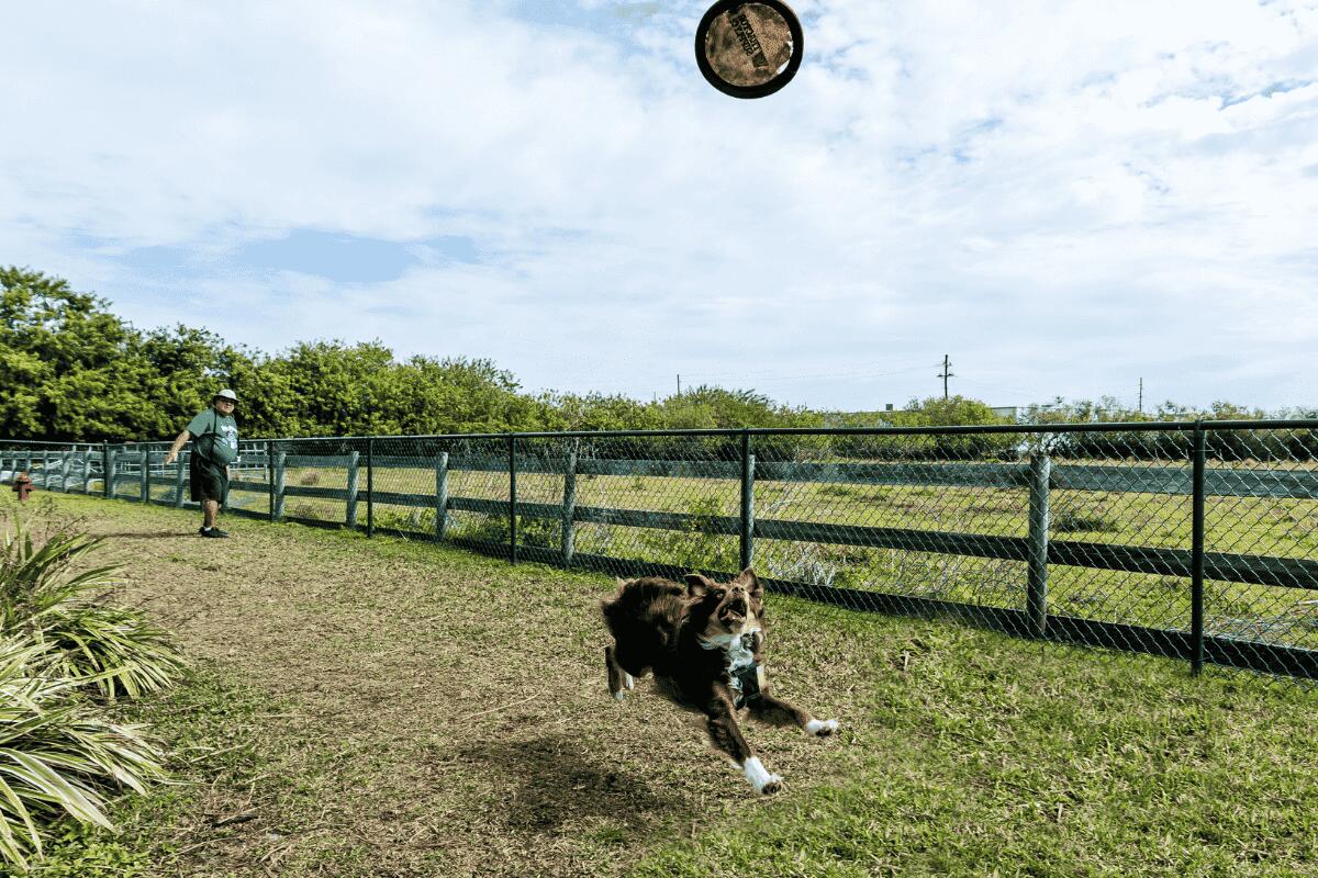 532 Southwest 38th Way Okeechobee, FL 34974 - Photo 34 of 70 Dog-Park-1