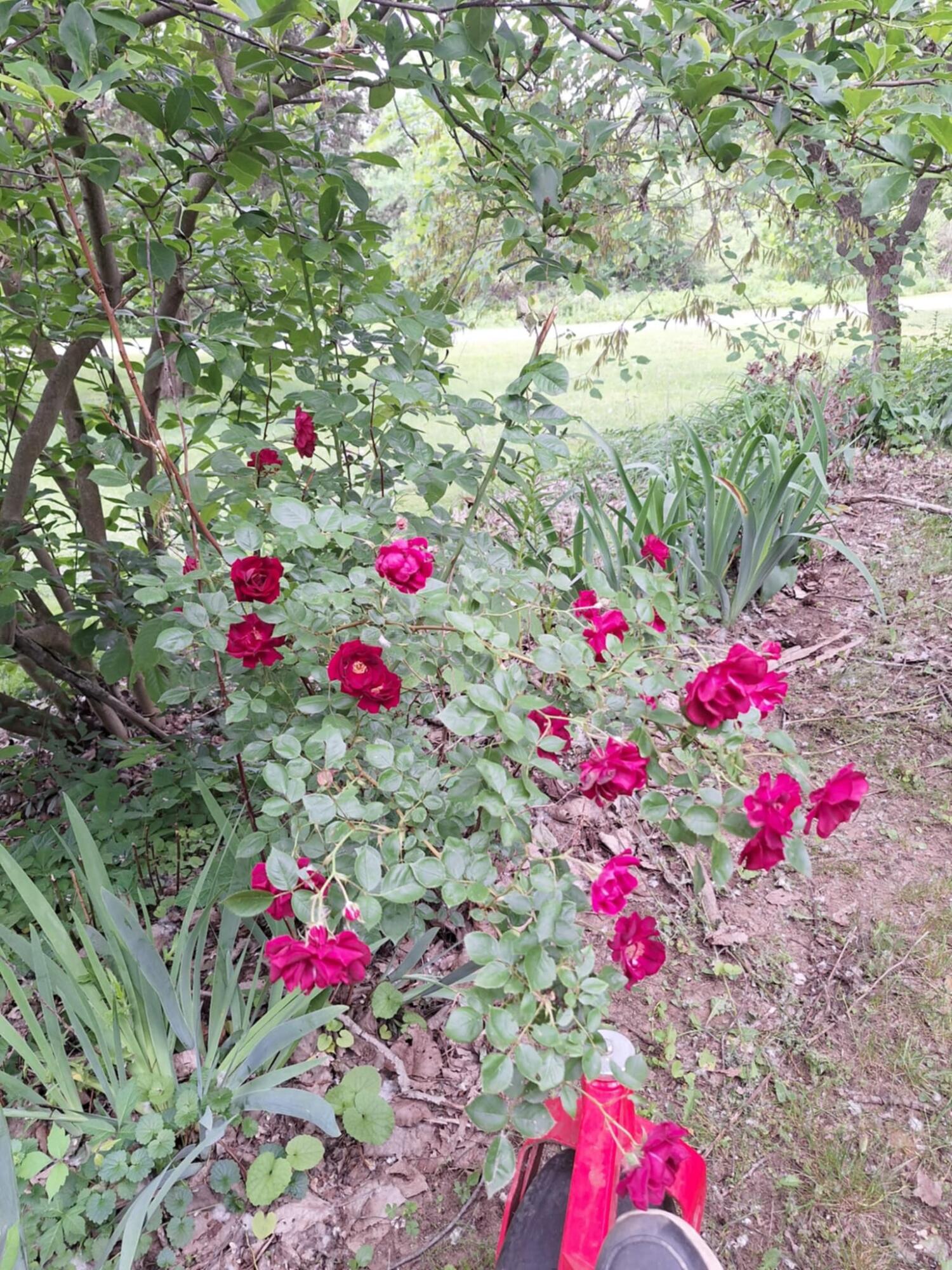 5211 Long Lake Road Reading, MI 49274 - Photo 90 of 98 att.yZhFdH73vg7yyqWATPz8LSAYasyEJGb6e7Lp