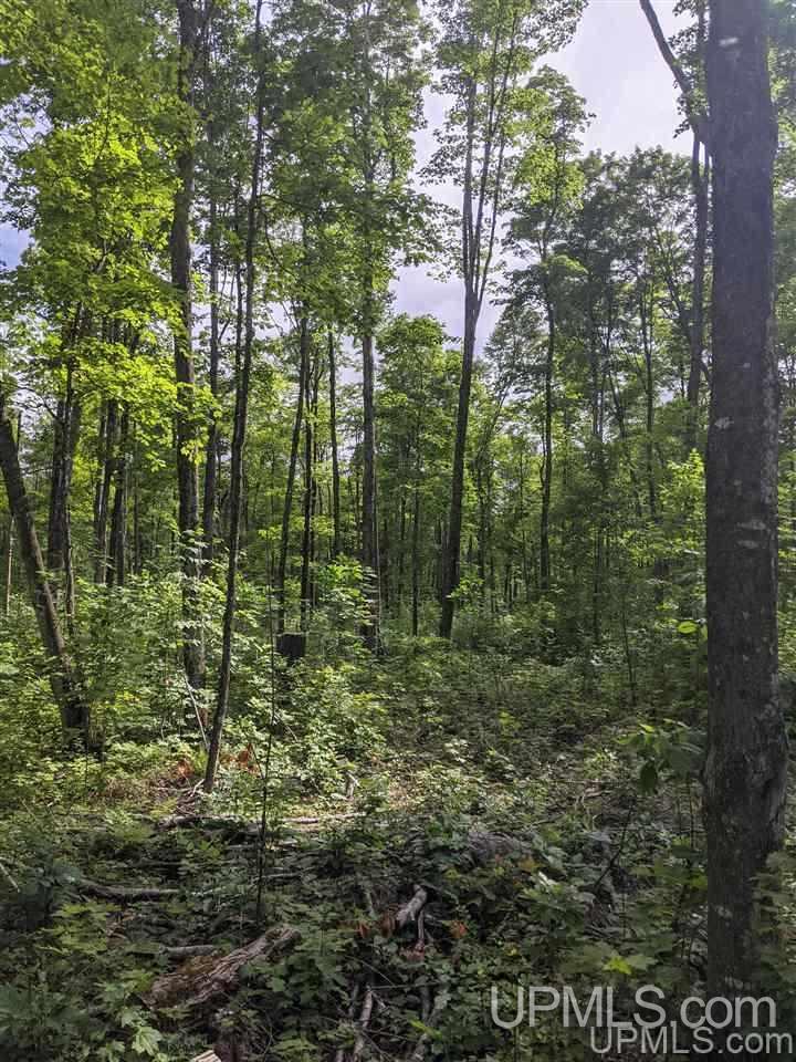 Ffr 4584 Forest Road Iron River, MI 49935 - Photo 6 of 12