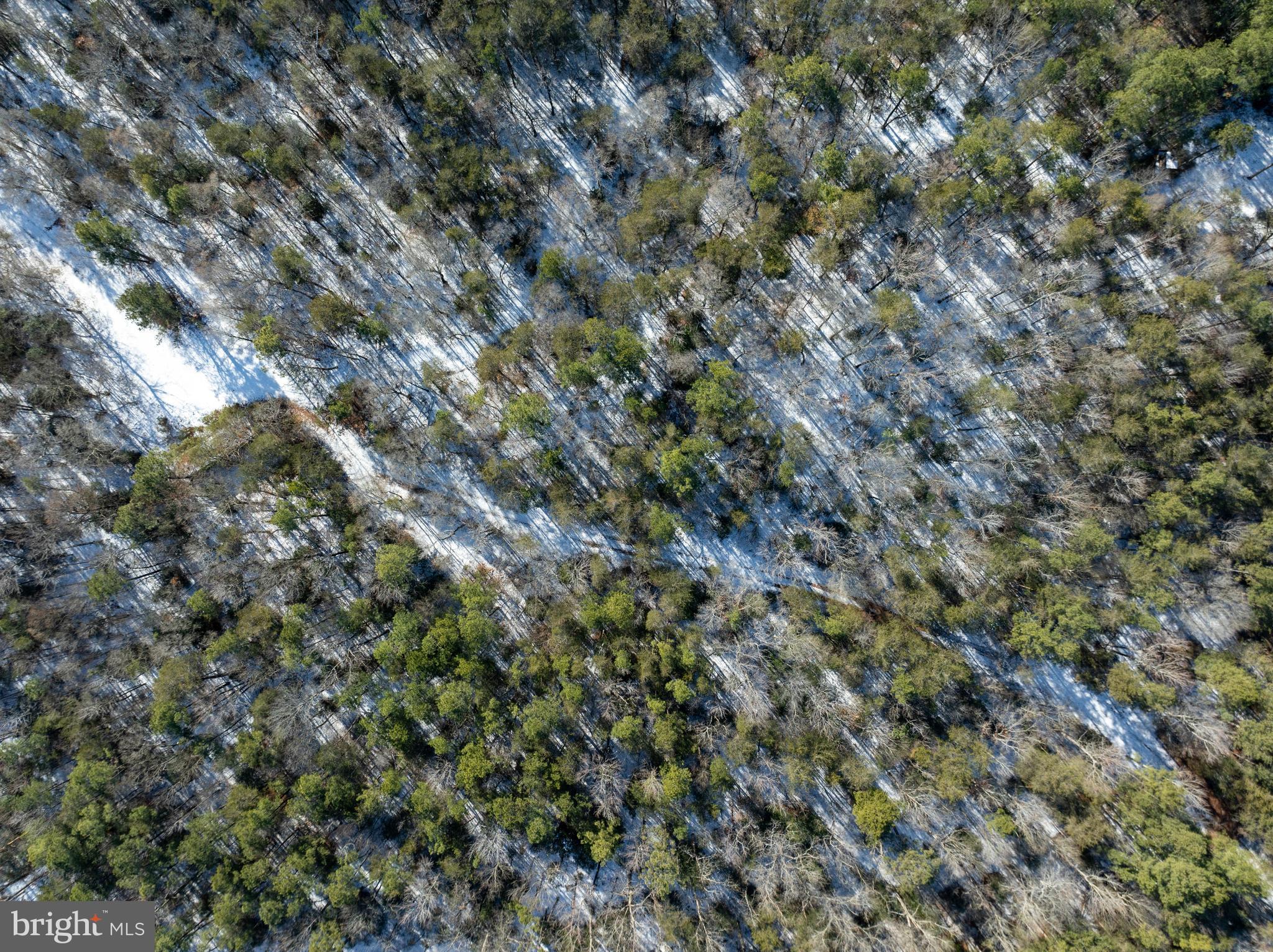 0 Rt 524 Georgetown, DE 19947 - Photo 21 of 22 a view of a forest with a tree