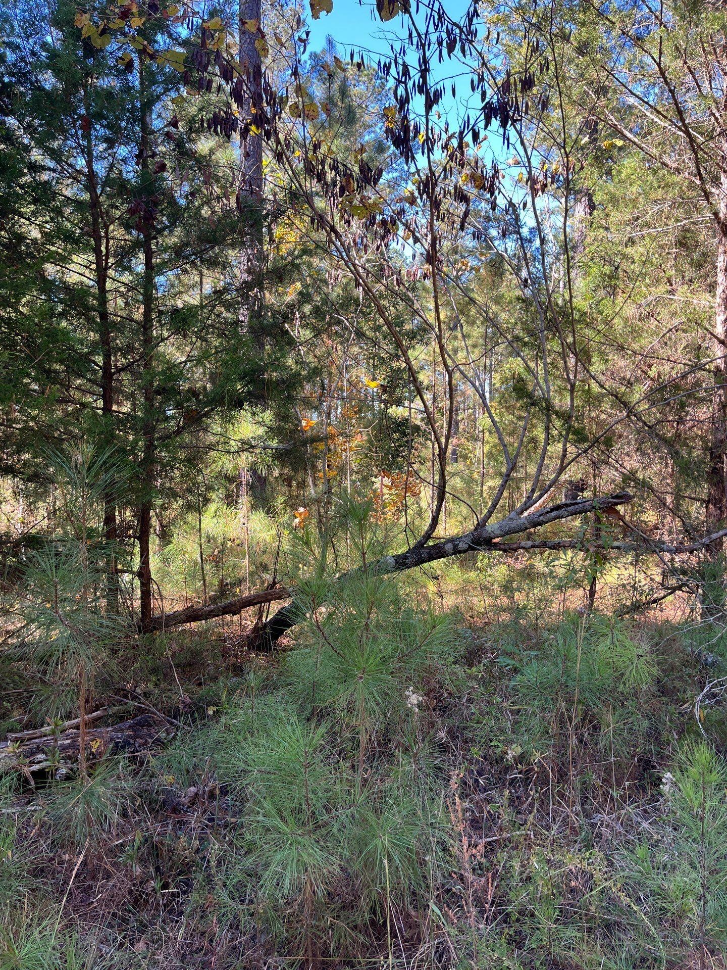 1 Dawkins Road, Unit DRF 1 Pacolet, SC 29372 - Photo 11 of 13 3-Oct 20 2025 07_10pm-zicB