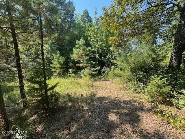 a view of a yard with trees