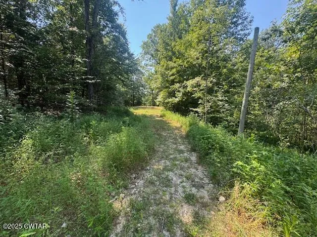a view of a forest with trees in the background
