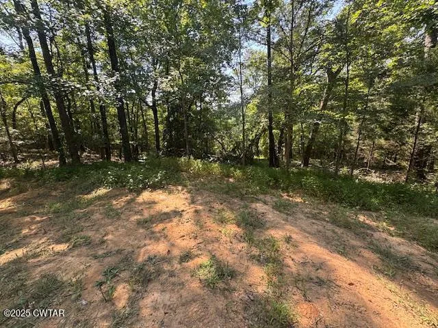 a view of a forest with trees