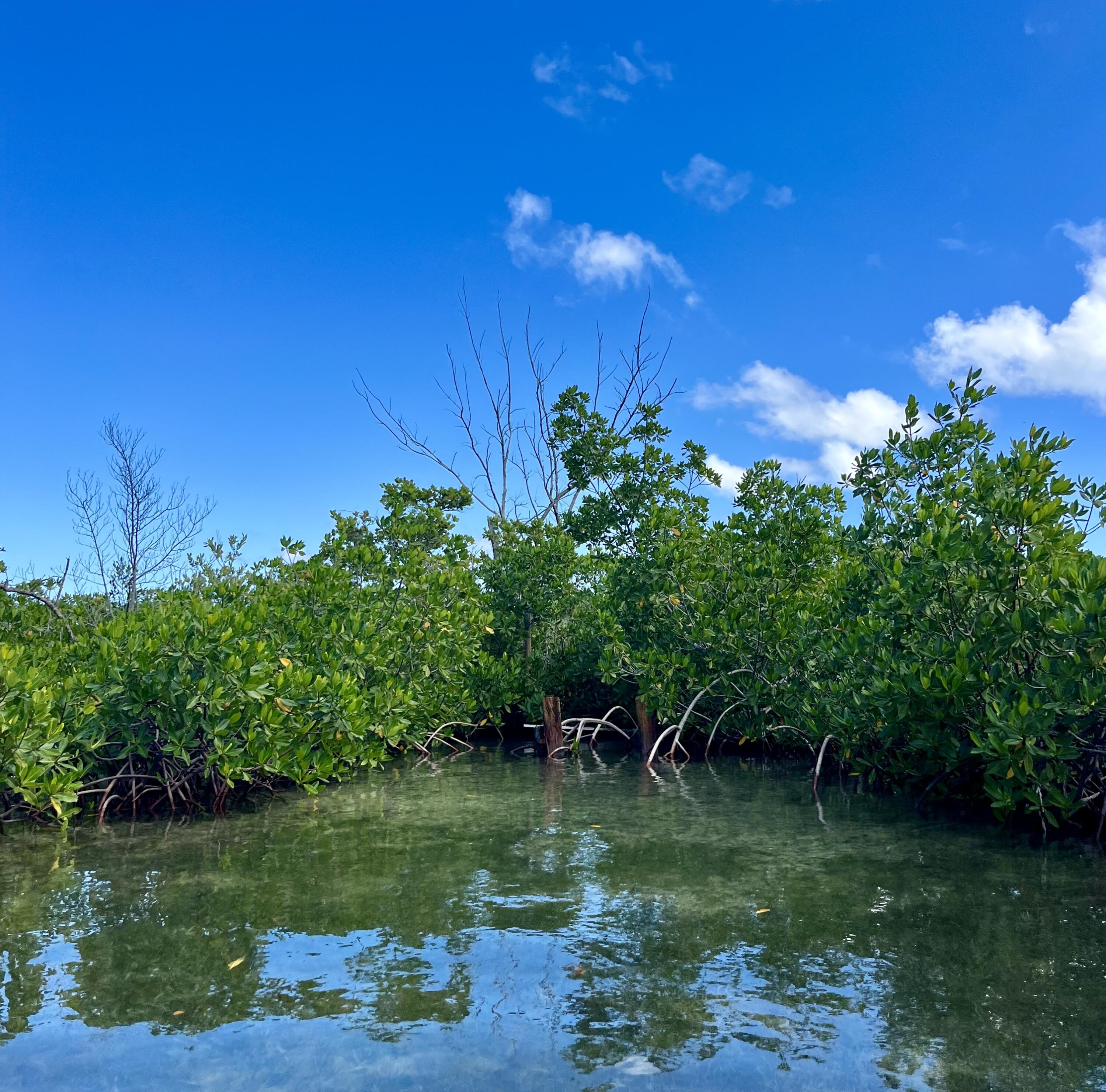 Vacant Land Key West, FL 33040 - Photo 4 of 7 a view of a lake with a yard