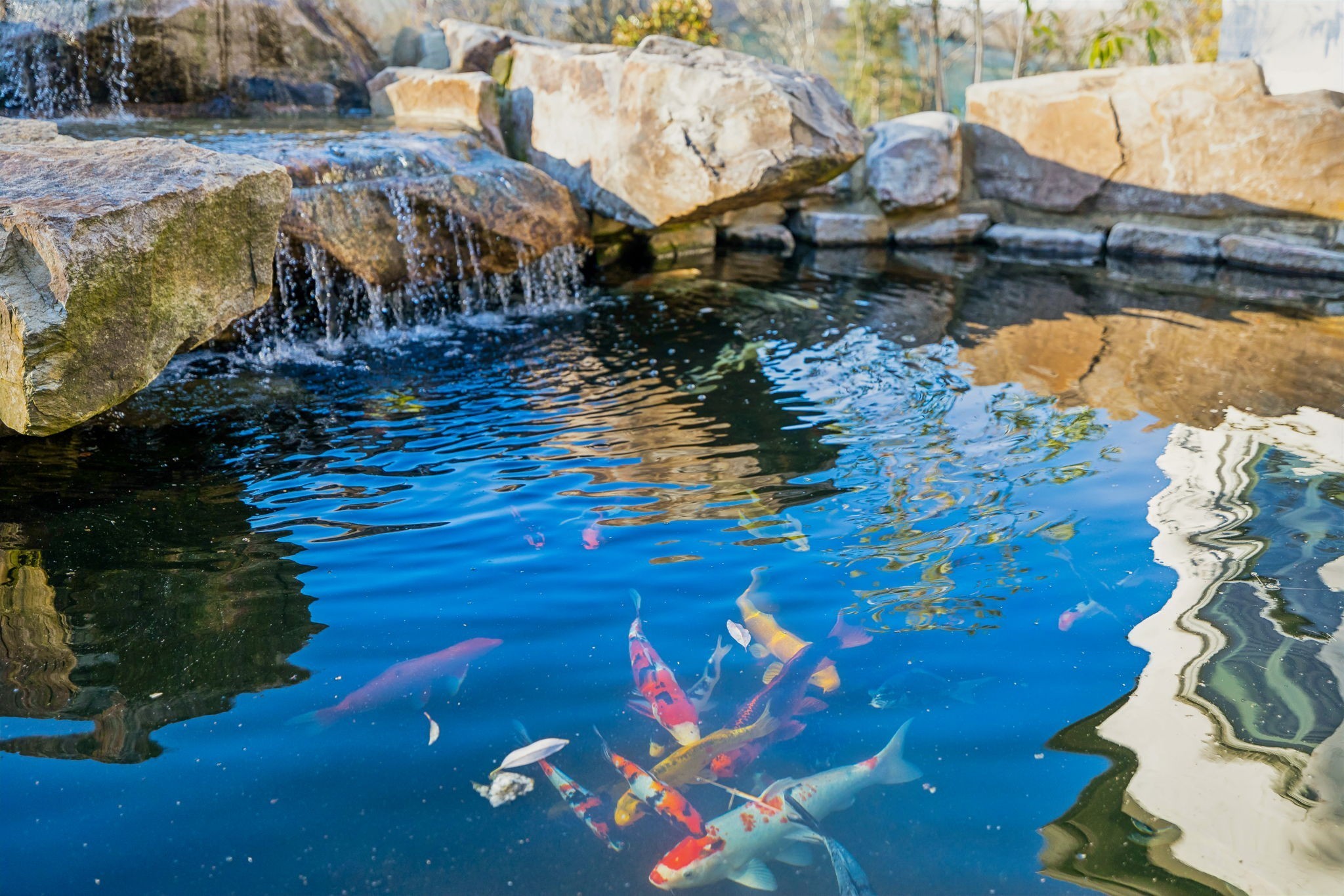 3235 Kinnard Springs Road Franklin, TN 37064 - Photo 94 of 97 a view of swimming pool with lawn chairs and plants