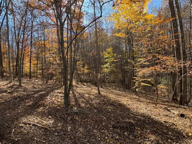 a view of a yard with trees