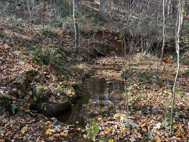 a view of bushes and trees