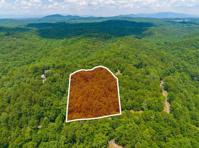 a view of a lush green forest