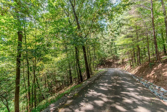 a view of a forest with trees in the background