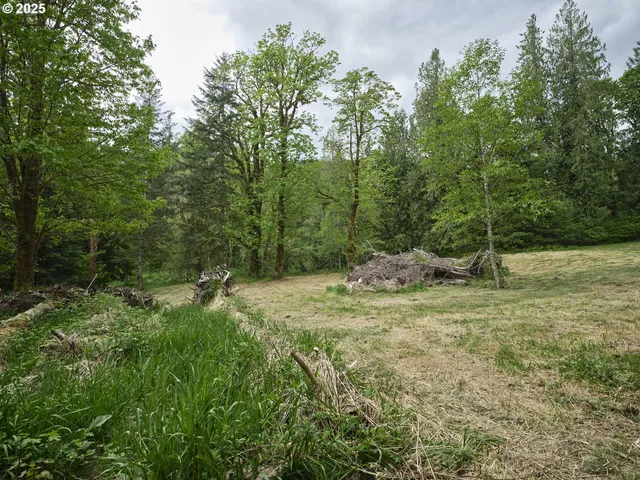 a view of a forest with trees in the background