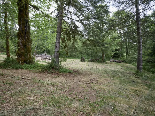 a view of a forest with trees in the background