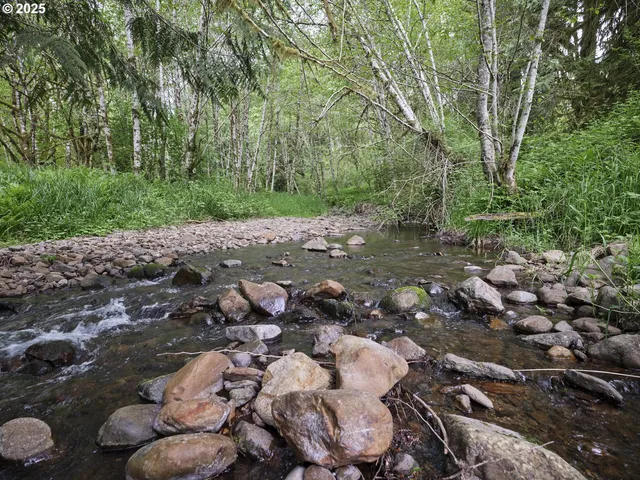 a view of a forest with trees