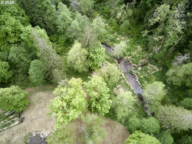 a view of a forest with a tree