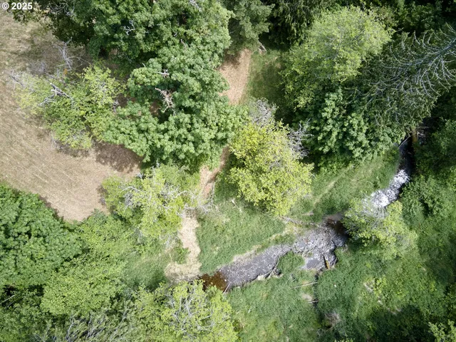 a view of a forest with a tree