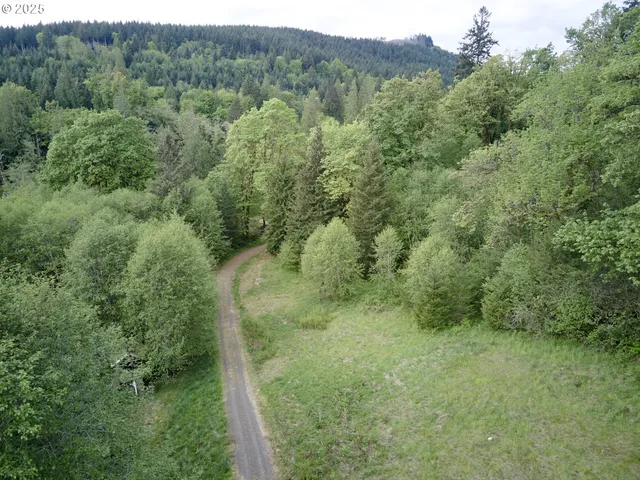 a view of a forest with a street