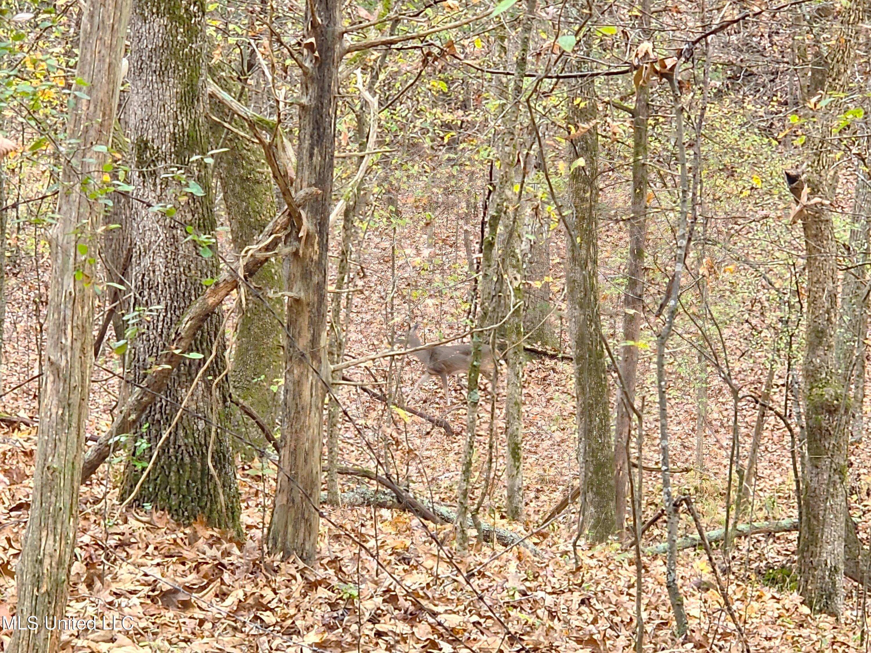 Avant Road Holly Springs, MS 38635 - Photo 12 of 18 Wildlife