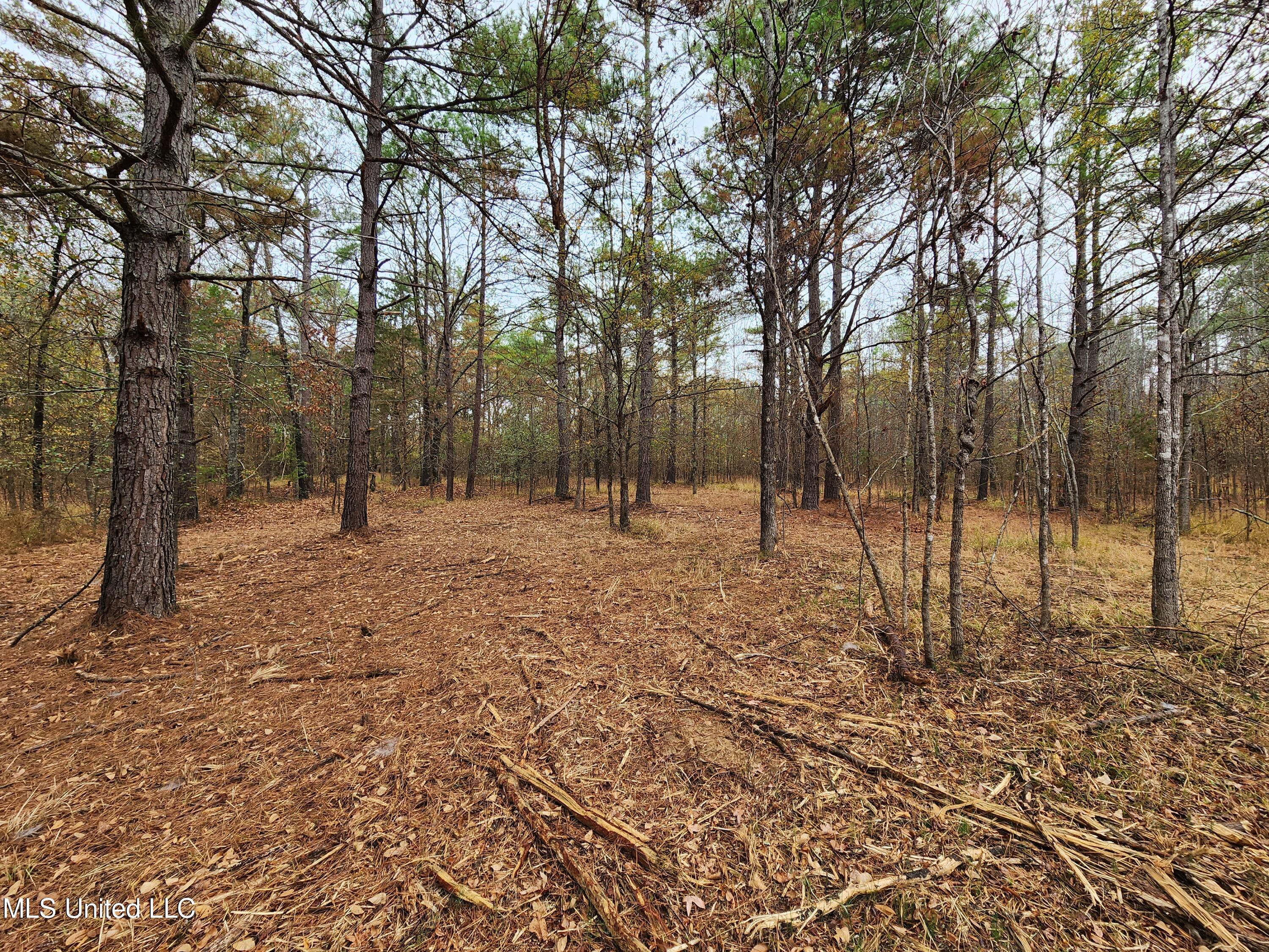 Avant Road Holly Springs, MS 38635 - Photo 3 of 18 20231115_130912