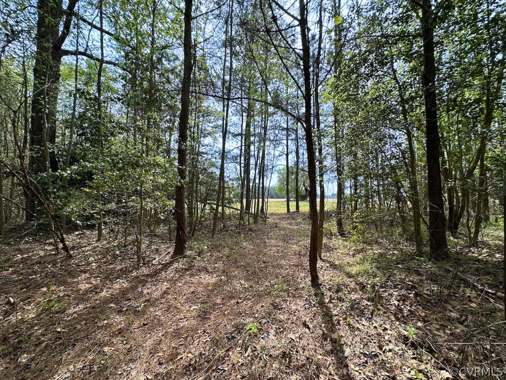 81-acres Lebanon Church Road Jarratt, VA 23867 - Photo 11 of 36 a view of outdoor space with lots of trees