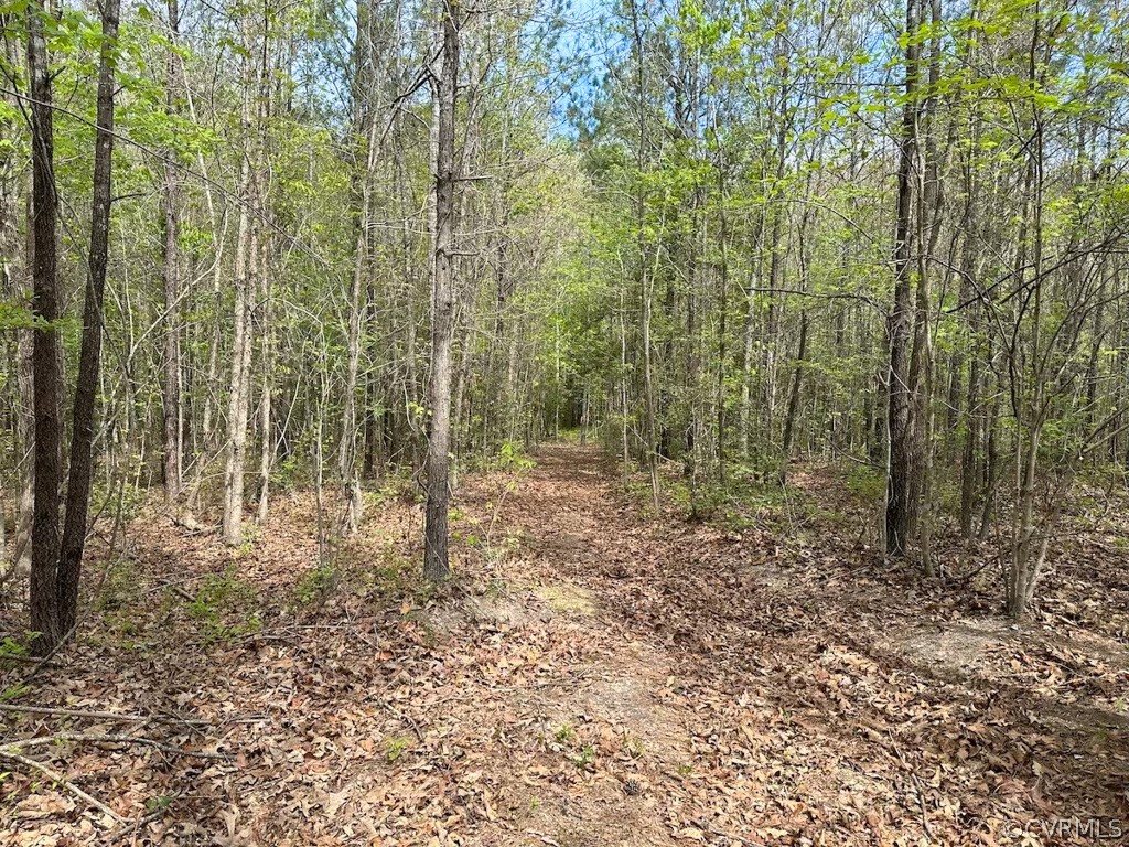 81-acres Lebanon Church Road Jarratt, VA 23867 - Photo 12 of 36 a view of a forest with trees