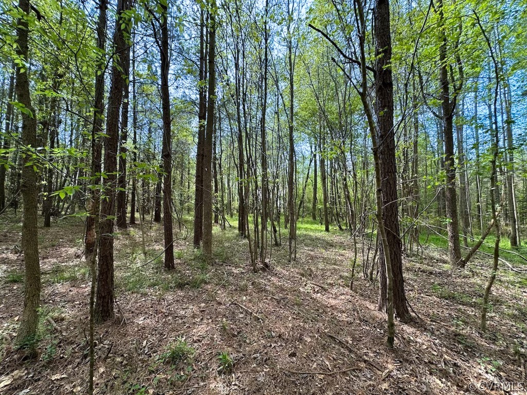 81-acres Lebanon Church Road Jarratt, VA 23867 - Photo 13 of 36 a view of outdoor space with lots of trees
