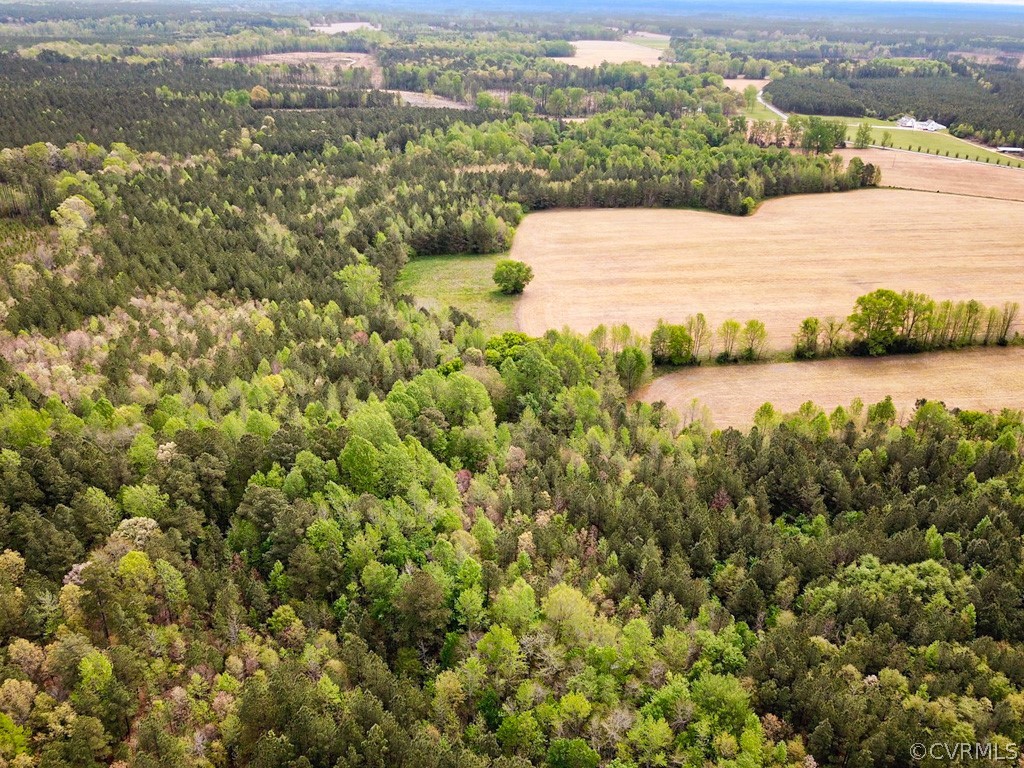 81-acres Lebanon Church Road Jarratt, VA 23867 - Photo 14 of 36