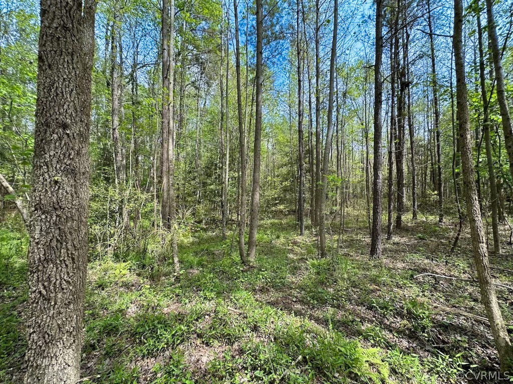 81-acres Lebanon Church Road Jarratt, VA 23867 - Photo 15 of 36 a view of outdoor space and garden