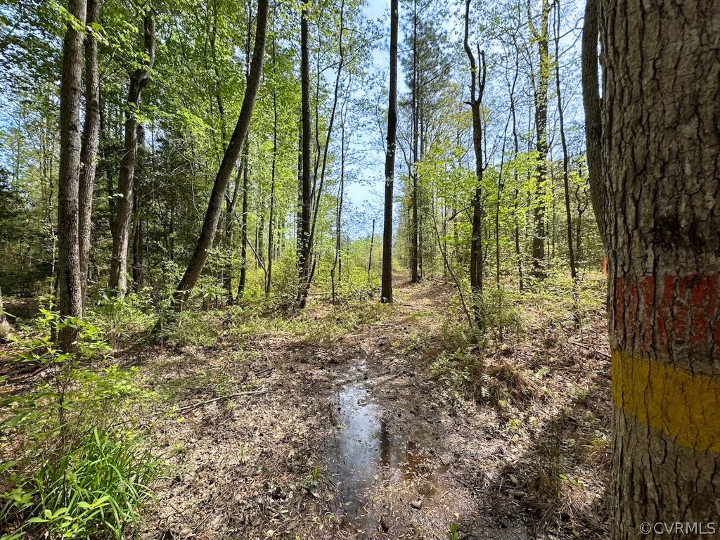 81-acres Lebanon Church Road Jarratt, VA 23867 - Photo 19 of 36 a view of backyard with green space