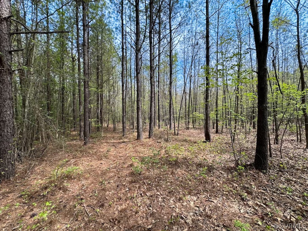 81-acres Lebanon Church Road Jarratt, VA 23867 - Photo 22 of 36 a view of outdoor space with trees
