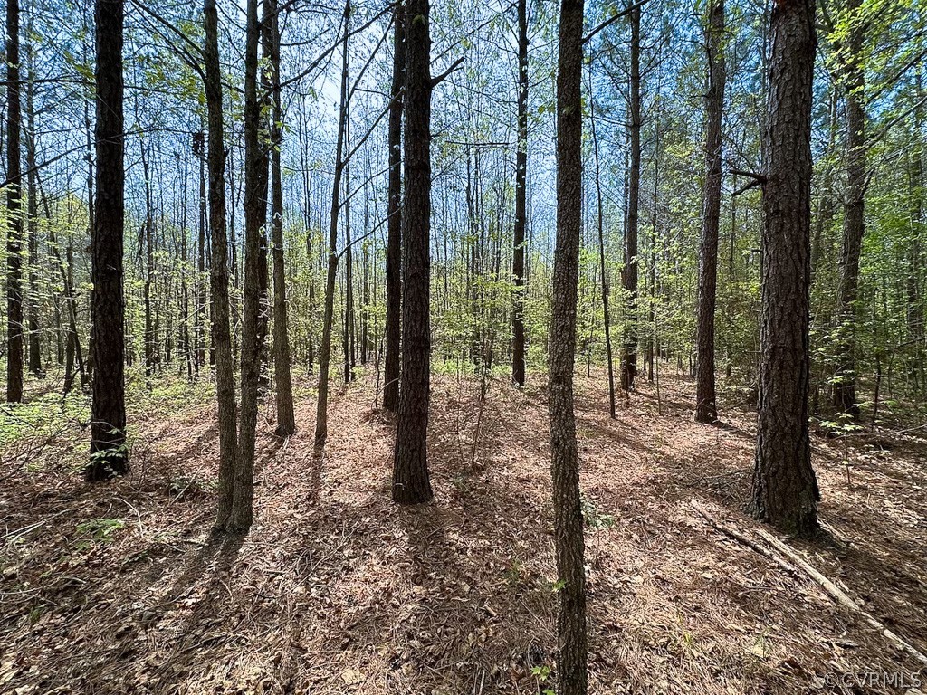 81-acres Lebanon Church Road Jarratt, VA 23867 - Photo 24 of 36 a view of a forest with trees