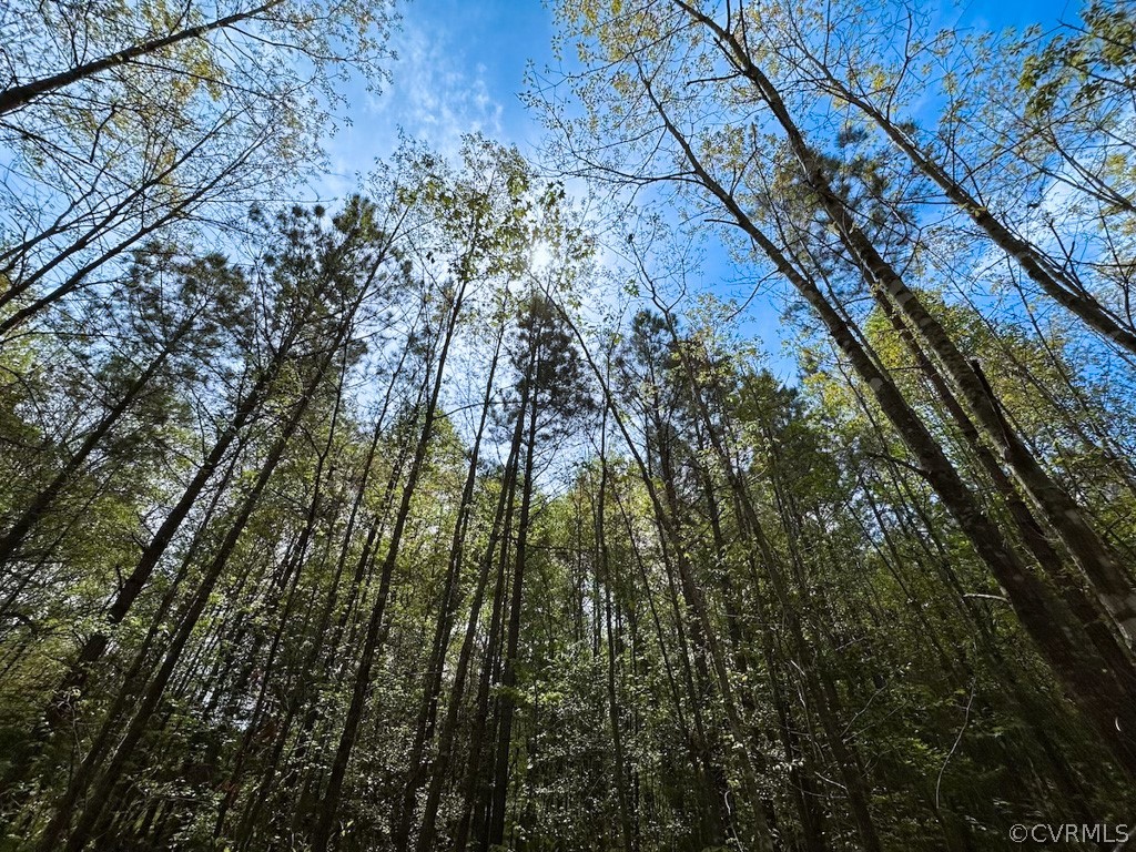 81-acres Lebanon Church Road Jarratt, VA 23867 - Photo 26 of 36 a yard with a tree
