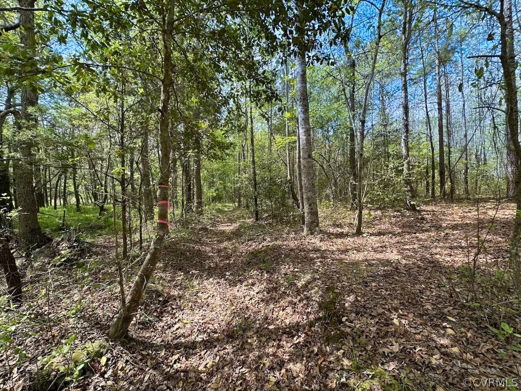 81-acres Lebanon Church Road Jarratt, VA 23867 - Photo 27 of 36 a view of a forest with trees