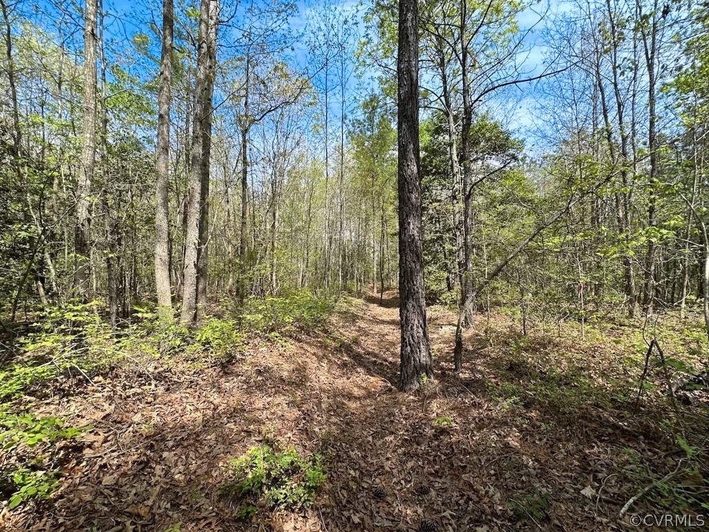 81-acres Lebanon Church Road Jarratt, VA 23867 - Photo 30 of 36 a view of a garden