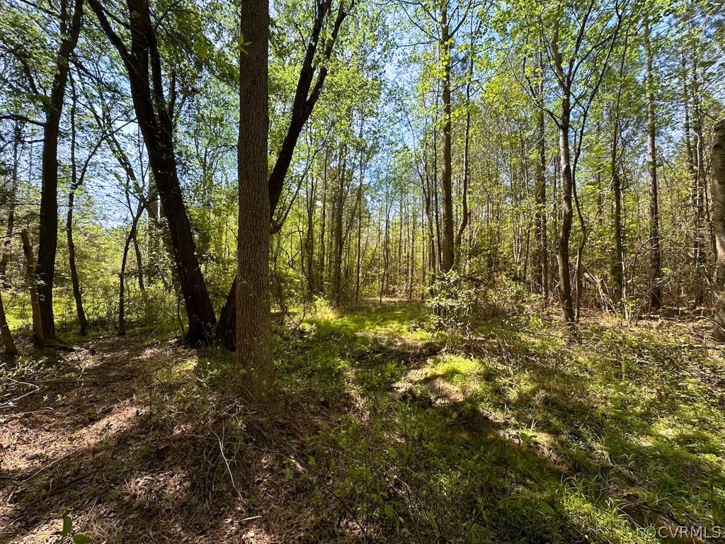 81-acres Lebanon Church Road Jarratt, VA 23867 - Photo 31 of 36 a view of tree next to a forest