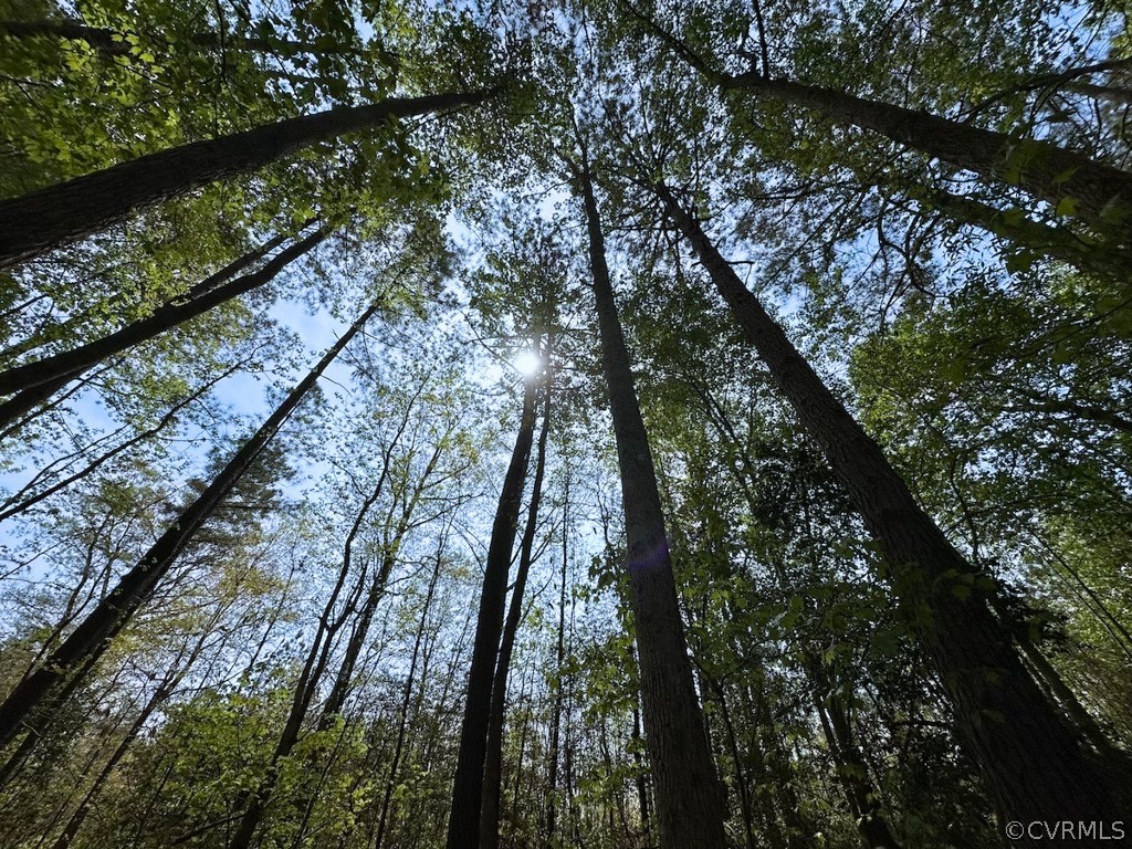 81-acres Lebanon Church Road Jarratt, VA 23867 - Photo 5 of 36 a view of forest