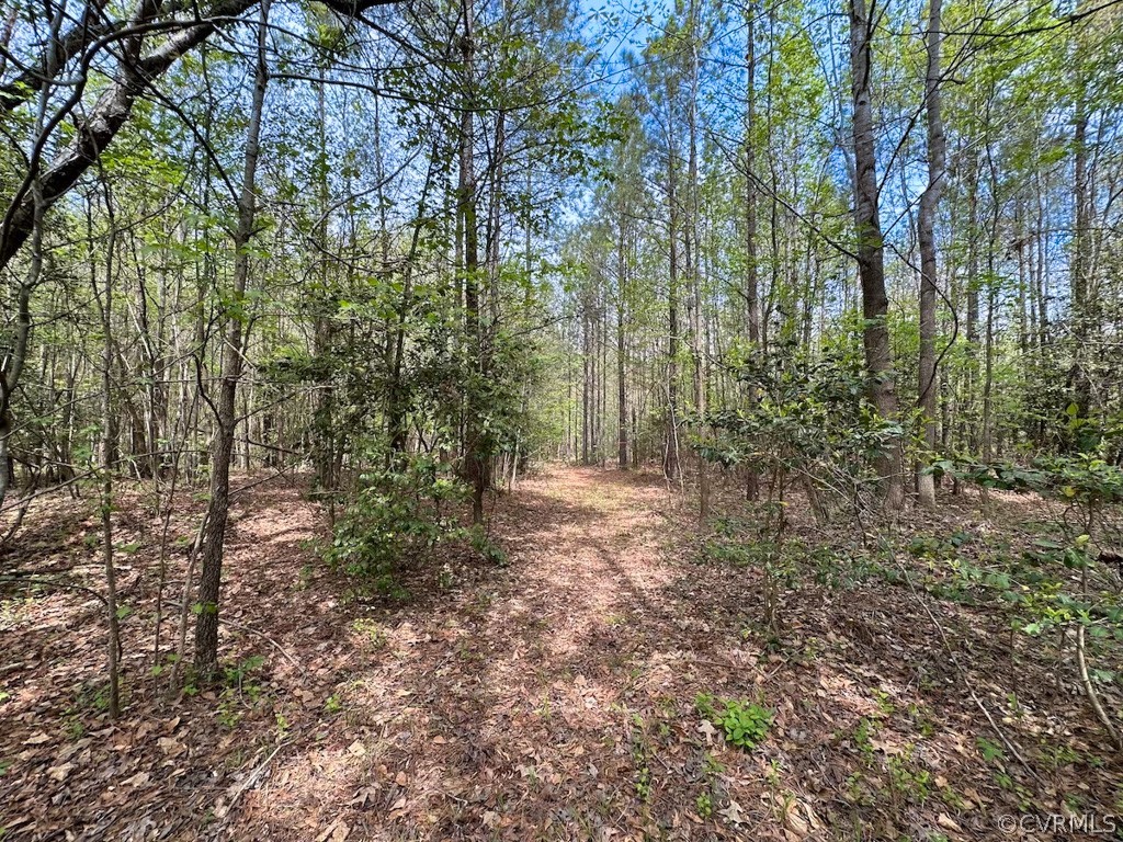 81-acres Lebanon Church Road Jarratt, VA 23867 - Photo 9 of 36 a view of a forest with trees