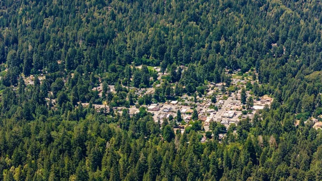 a view of a lush green forest with lots of trees