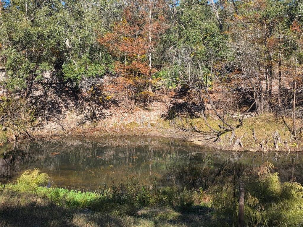 33039 Round Table Road Dade City, FL 33523 - Photo 10 of 11 a view of forest