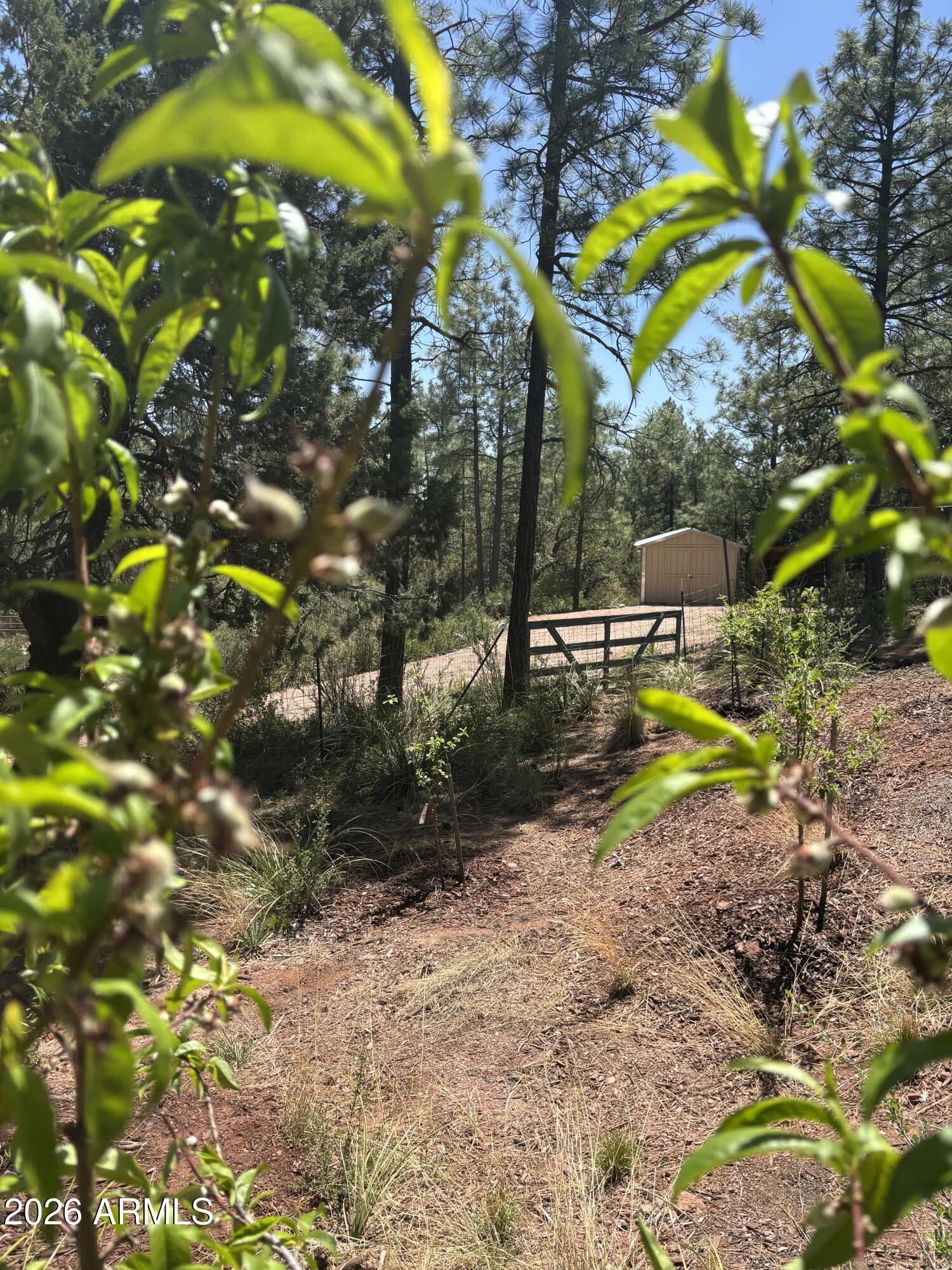 228 East Belluzzi Boulevard Payson, AZ 85541 - Photo 52 of 53 a view of a backyard