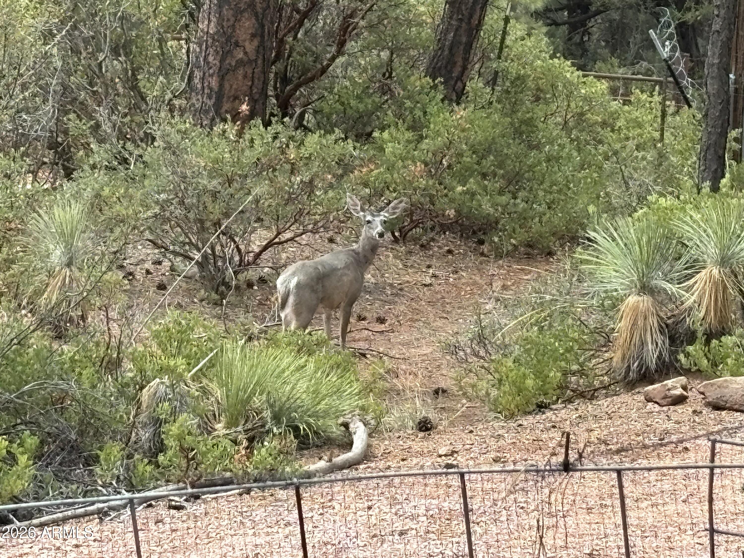 228 East Belluzzi Boulevard Payson, AZ 85541 - Photo 53 of 53 a backyard of a house with lots of green space