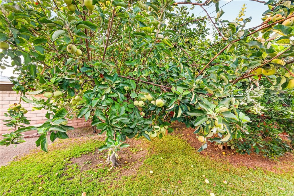 3261 Wallingham Drive Riverside, CA 92503 - Photo 32 of 57 Apple tree