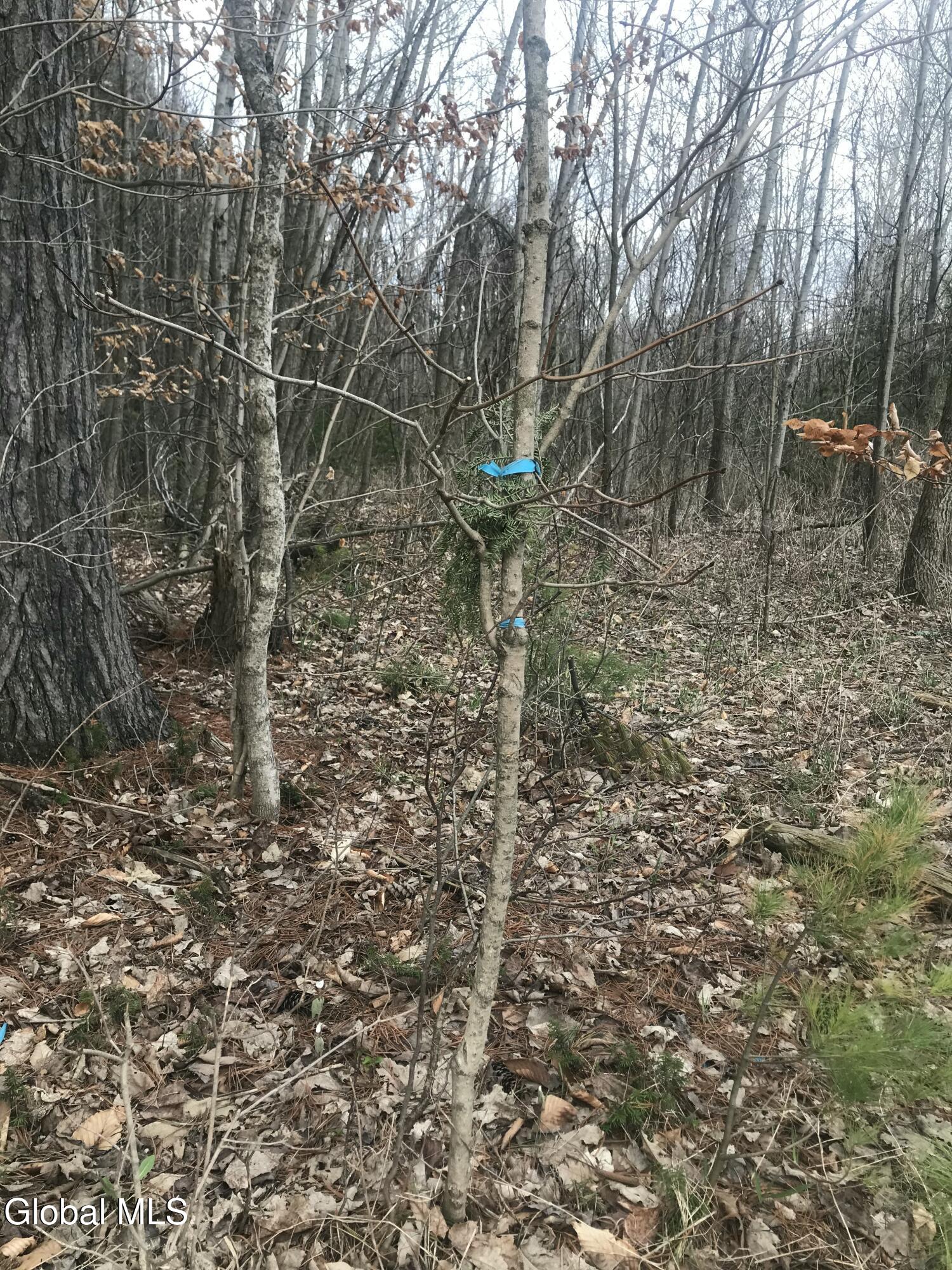 L24.12 Oswegatchie Road Palatine Bridge, NY 13428 - Photo 14 of 27 Tree Property Marker
