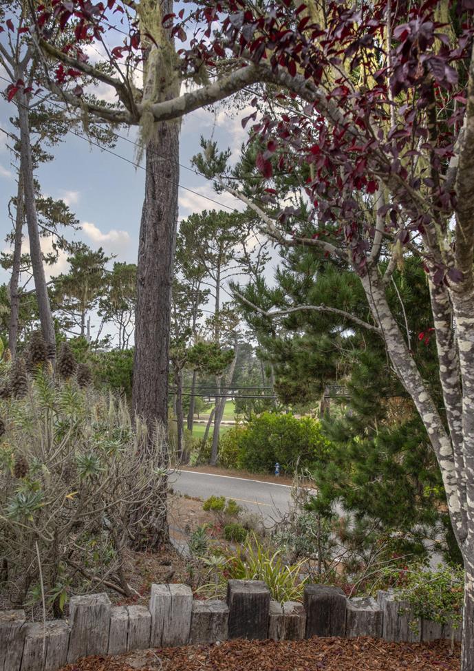 3041 Bird Rock Road Pebble Beach, CA 93953 - Photo 18 of 18 a view of a tree in the middle of a yard
