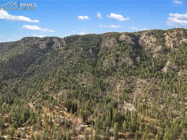a view of a forest with a tree