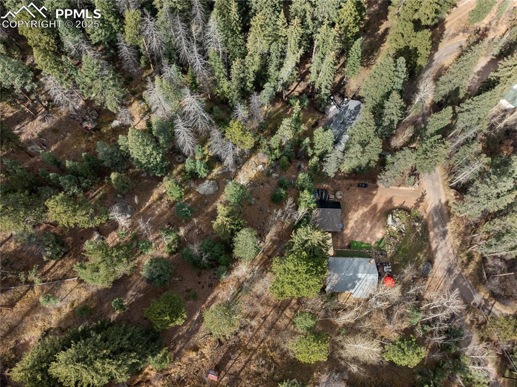 10155 Mountain Road Cascade, CO 80809 - Photo 40 of 47 a view of a forest with a tree