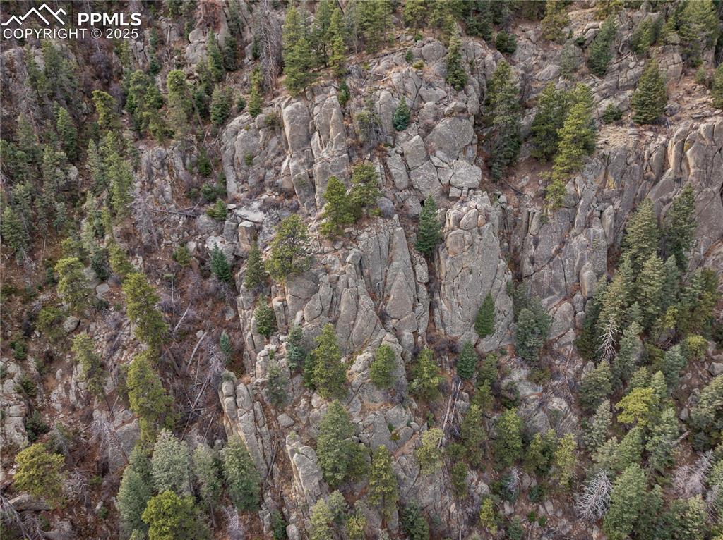 10155 Mountain Road Cascade, CO 80809 - Photo 42 of 47 a view of a forest with a tree