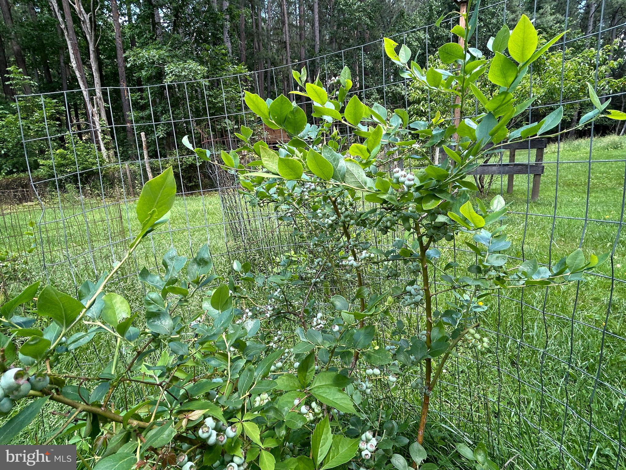 76 Red Burke Road Front Royal, VA 22630 - Photo 16 of 59 Blueberries